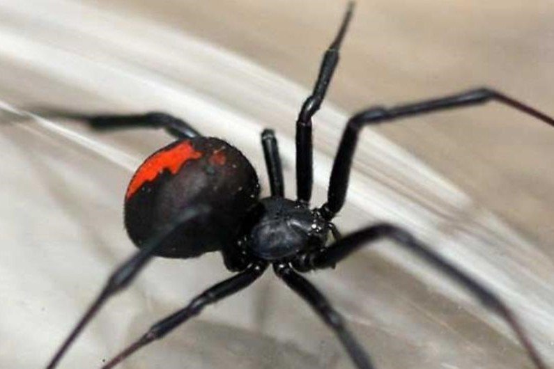 spider 3by2