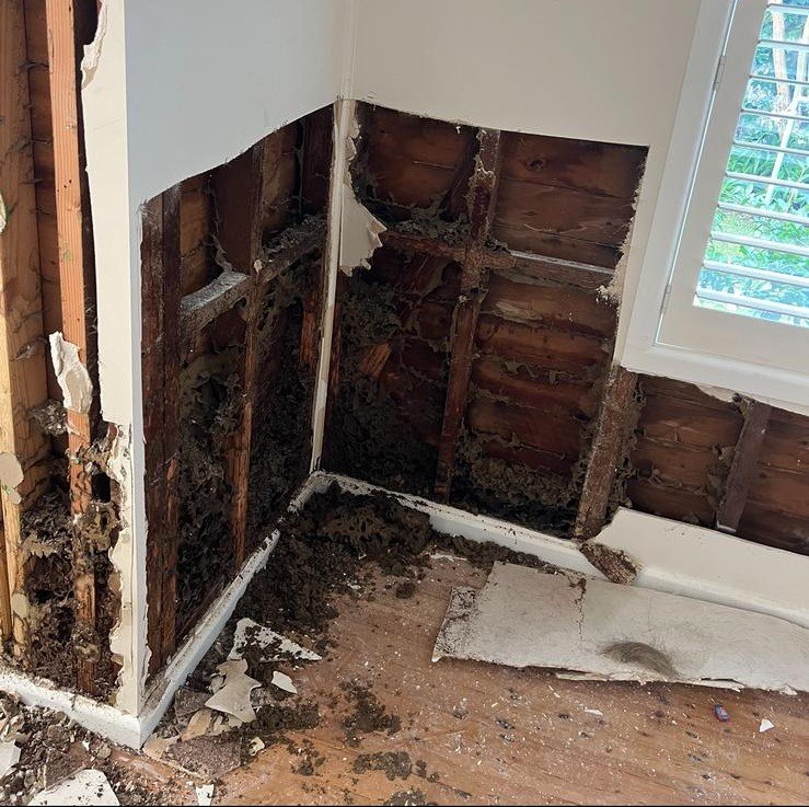 termite inspection